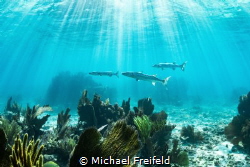 An iconic Florida Keys scene. Barracuda on the prowl for ... by Michael Freifeld 